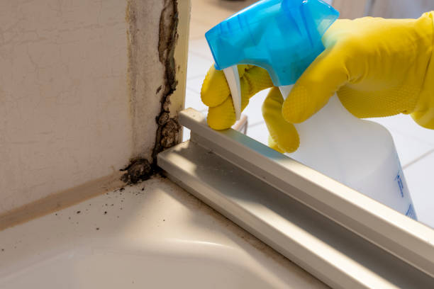 Attic Mold Removal in Killen, AL