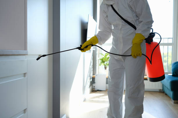 Best Affordable Mold Removal  in Killen, AL