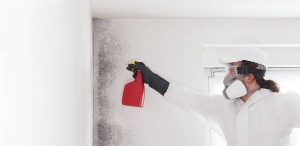 Crawl Space Mold Removal in Killen, AL