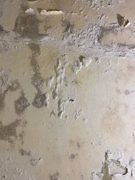 Best Attic Mold Removal  in Killen, AL