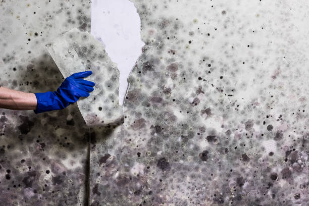 Best Mold Testing  in Killen, AL